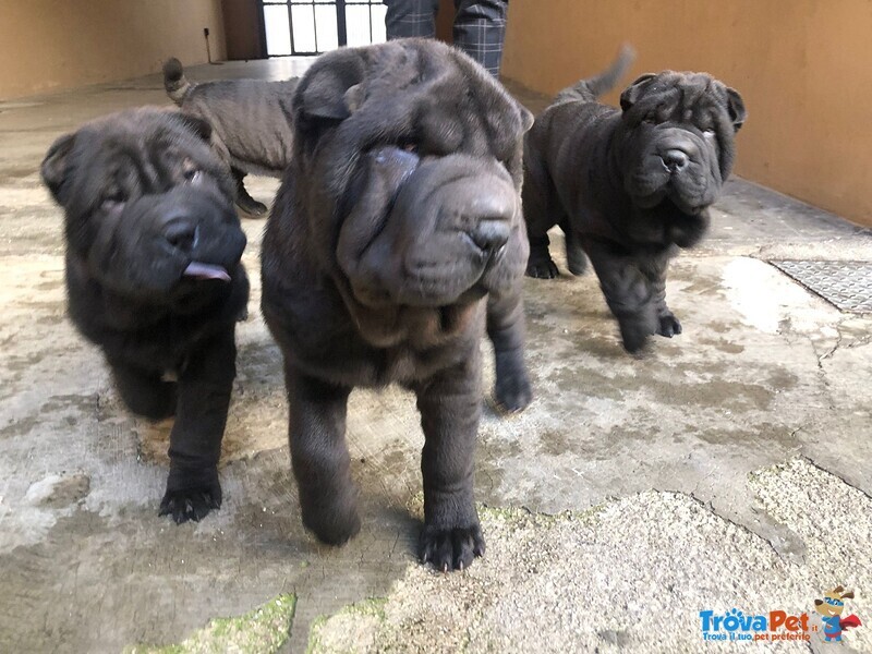 Cuccioli di shar Pei - Foto n. 1