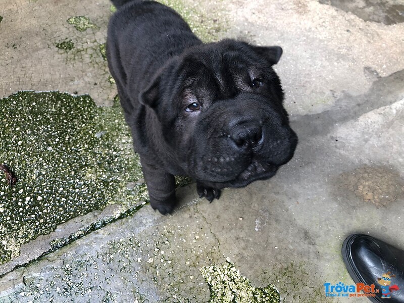 Cuccioli di shar Pei - Foto n. 4