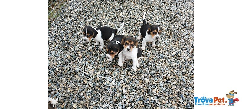 Cuccioli Beagle Tricolore per Natale - Foto n. 2