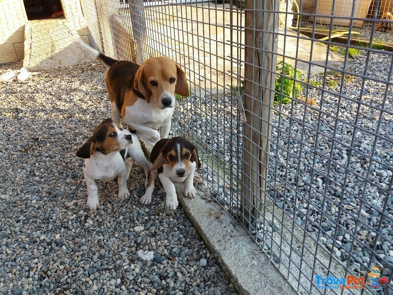 Cuccioli Beagle Tricolore per Natale - Foto n. 4