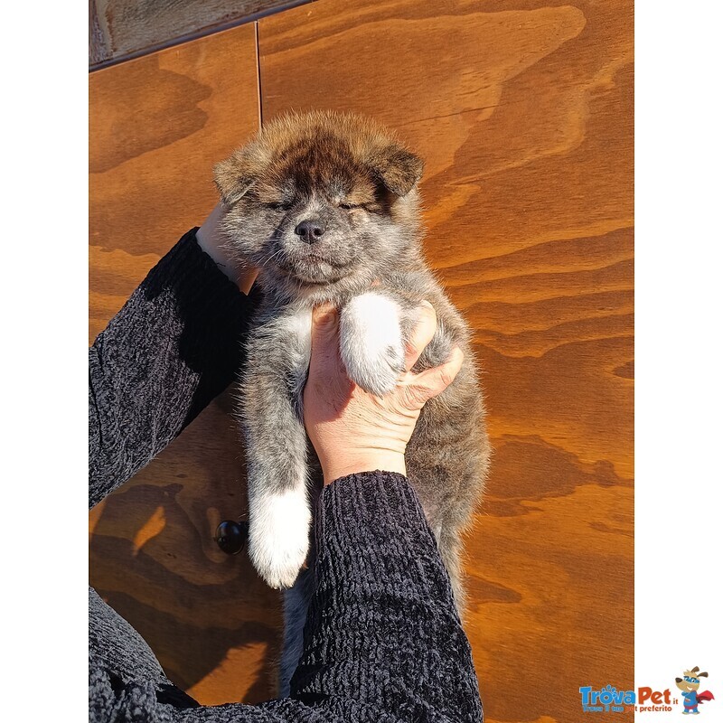 Cuccioli di Akita inu con Pedigree - Foto n. 1