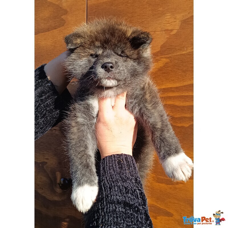 Cuccioli di Akita inu con Pedigree - Foto n. 2