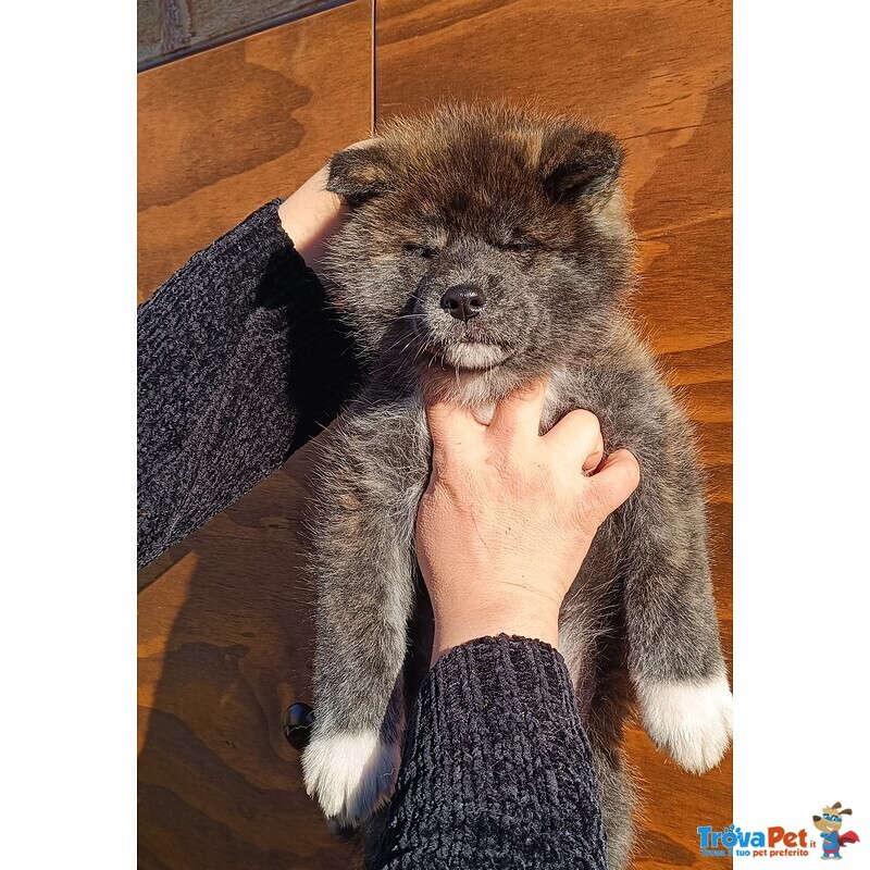 Cuccioli di Akita inu con Pedigree - Foto n. 3