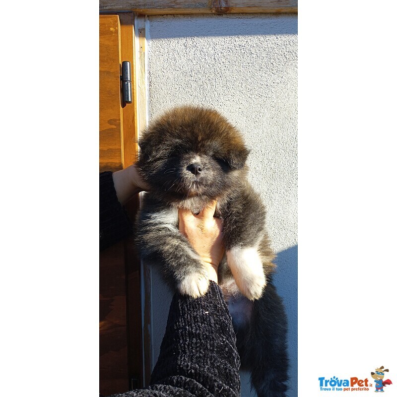 Cuccioli di Akita inu con Pedigree - Foto n. 5