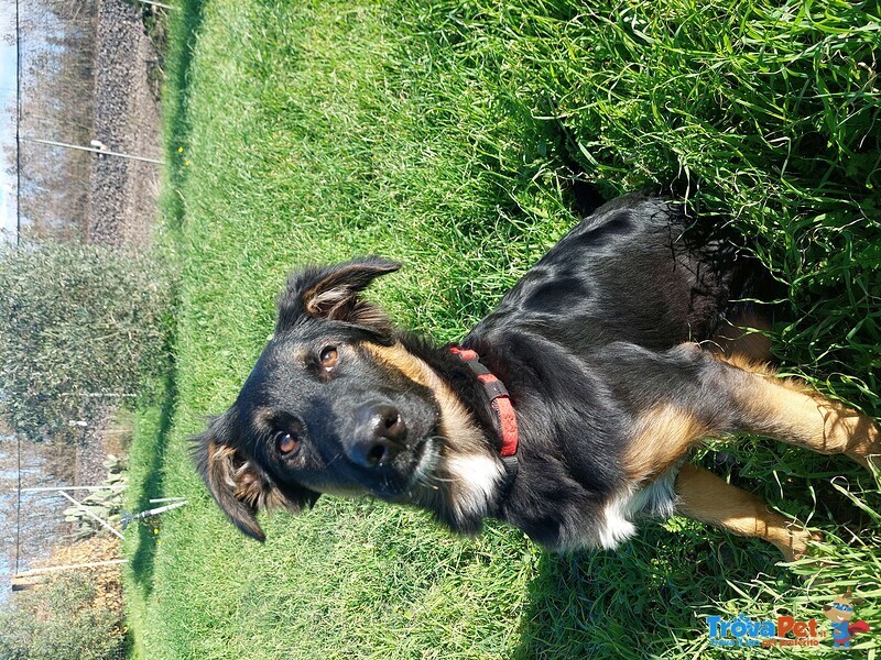 Zagor, Piccolo Cucciolone Dolce come il Miele Aspetta Casa - Foto n. 1