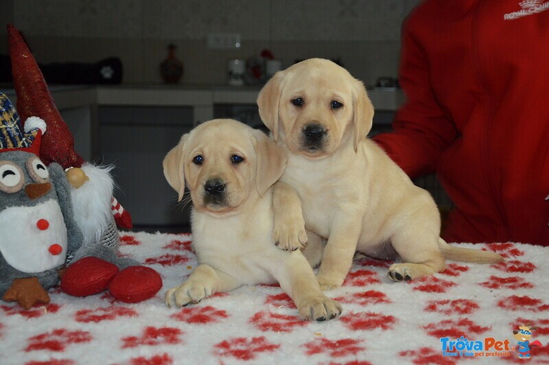 Cuccioli di Labrador Retriever Gialli con Pedigree - Foto n. 3