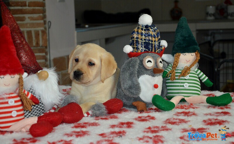 Cuccioli di Labrador Retriever Gialli con Pedigree - Foto n. 4