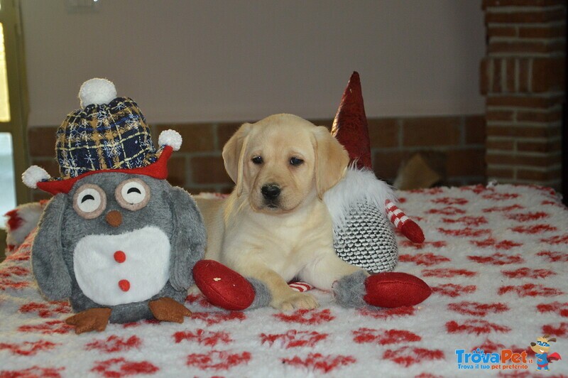 Cuccioli di Labrador Retriever Gialli con Pedigree - Foto n. 5