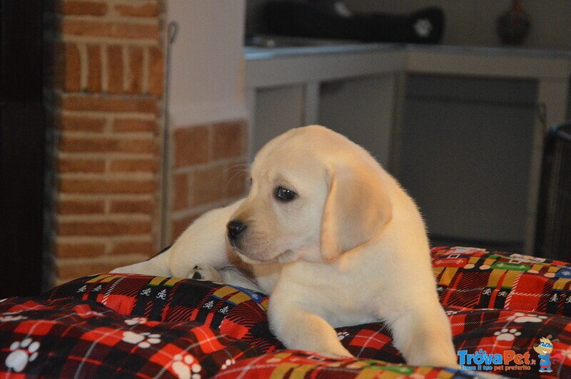 Cuccioli di Labrador Retriever Gialli con Pedigree - Foto n. 6