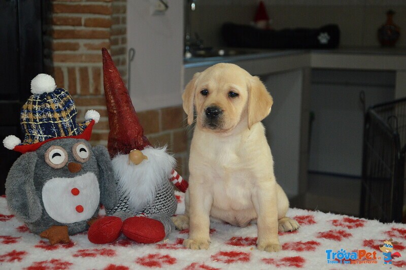 Cuccioli di Labrador Retriever Gialli con Pedigree - Foto n. 7