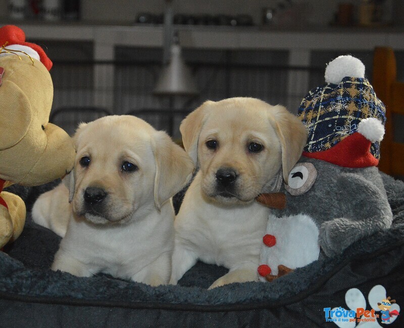 Cuccioli di Labrador Retriever Gialli con Pedigree - Foto n. 8