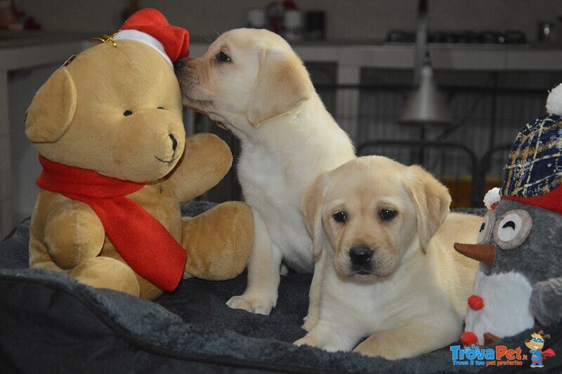 Cuccioli di Labrador Retriever Gialli con Pedigree - Foto n. 9