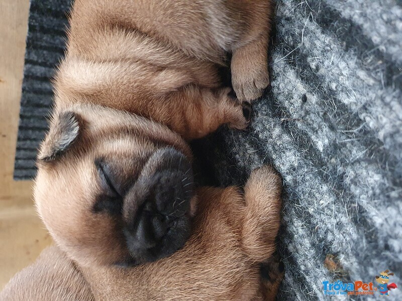 Cuccioli Bulldog Francese - Foto n. 1