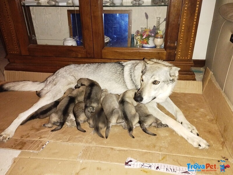 Cucciolo di lupo Cecoslovacco - Foto n. 2