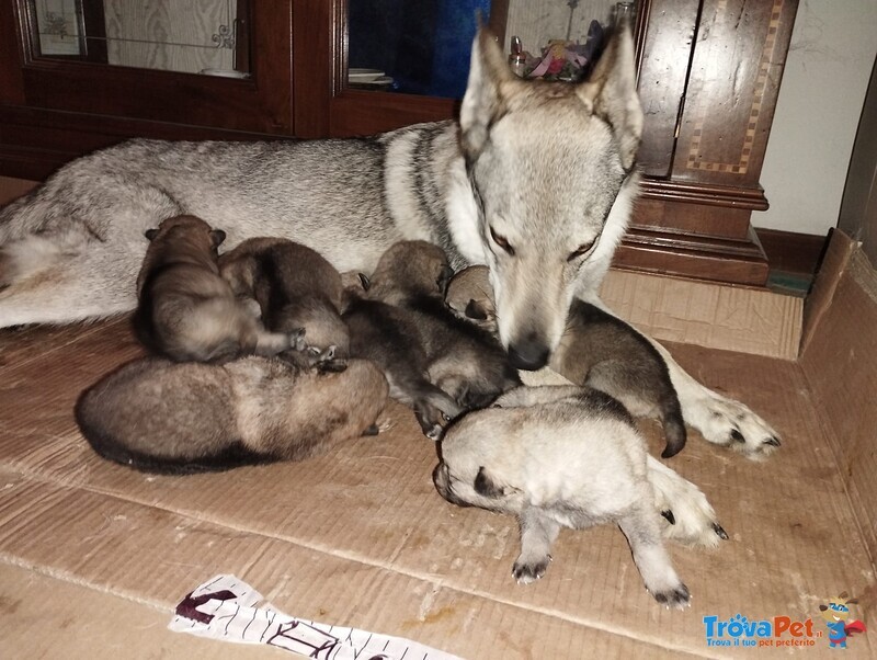 Cucciolo di lupo Cecoslovacco - Foto n. 3