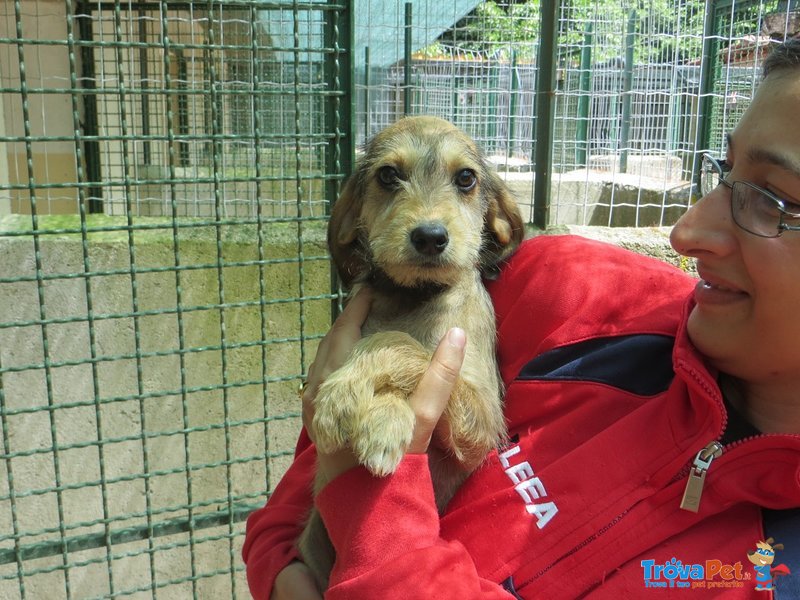 Cuccioli di 3 Mesi - Foto n. 2