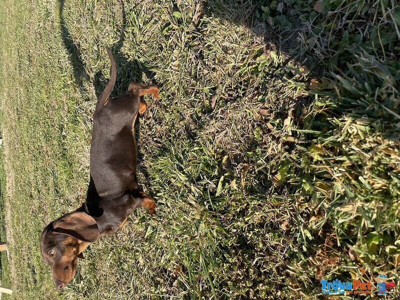 Bassotto Tedesco a pelo Corto con Pedigree Enci - Foto n. 2