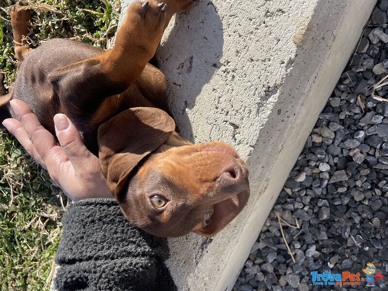 Bassotto Tedesco a pelo Corto con Pedigree Enci - Foto n. 3