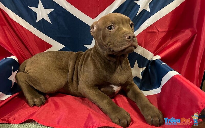 Cuccioli American Pitbull red nose Ukc - Foto n. 1