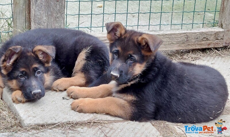 Bellissime Cucciole Femmine di Pastore Tedesco pelo Corto 60 Giorni di Età - Foto n. 1