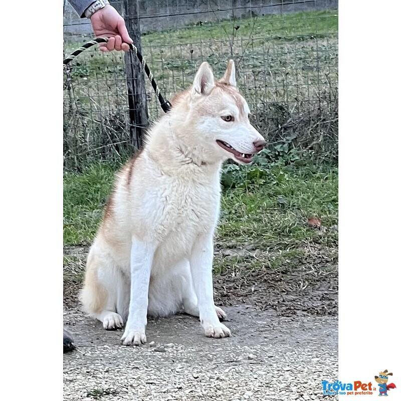 Siberian Husky D.o.c. - Foto n. 7