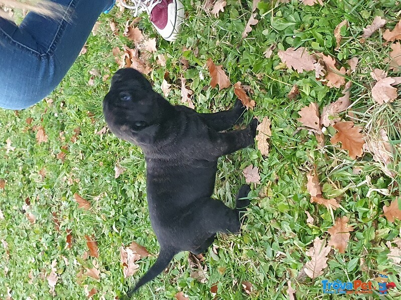 Cuccioli di cane Corso 2 Femmine Disponibili - Foto n. 1