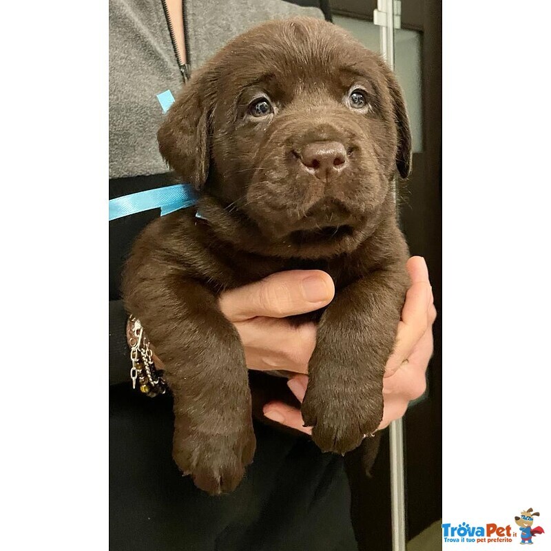 Splendidi Cuccioli di Labrador Retrievers Chocolate Puro - Foto n. 1