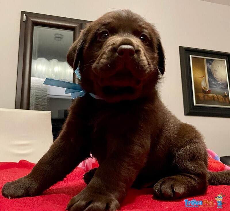 Splendidi Cuccioli di Labrador Retrievers Chocolate Puro - Foto n. 2