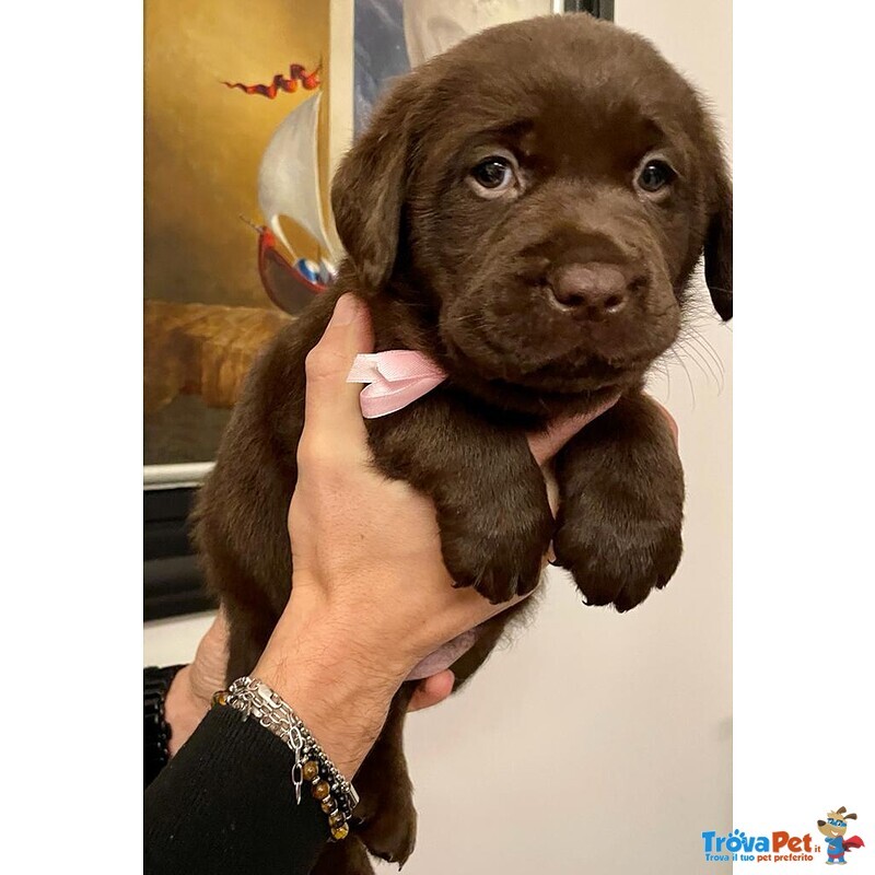 Splendidi Cuccioli di Labrador Retrievers Chocolate Puro - Foto n. 3