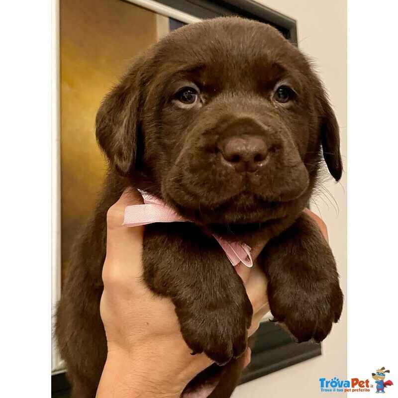 Splendidi Cuccioli di Labrador Retrievers Chocolate Puro - Foto n. 4