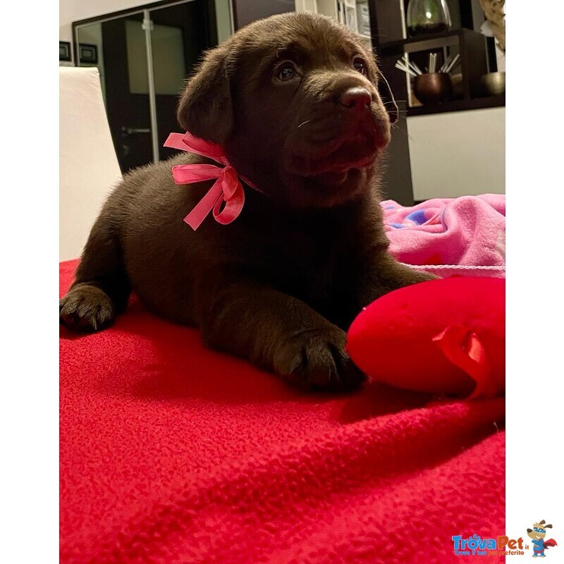 Splendidi Cuccioli di Labrador Retrievers Chocolate Puro - Foto n. 5