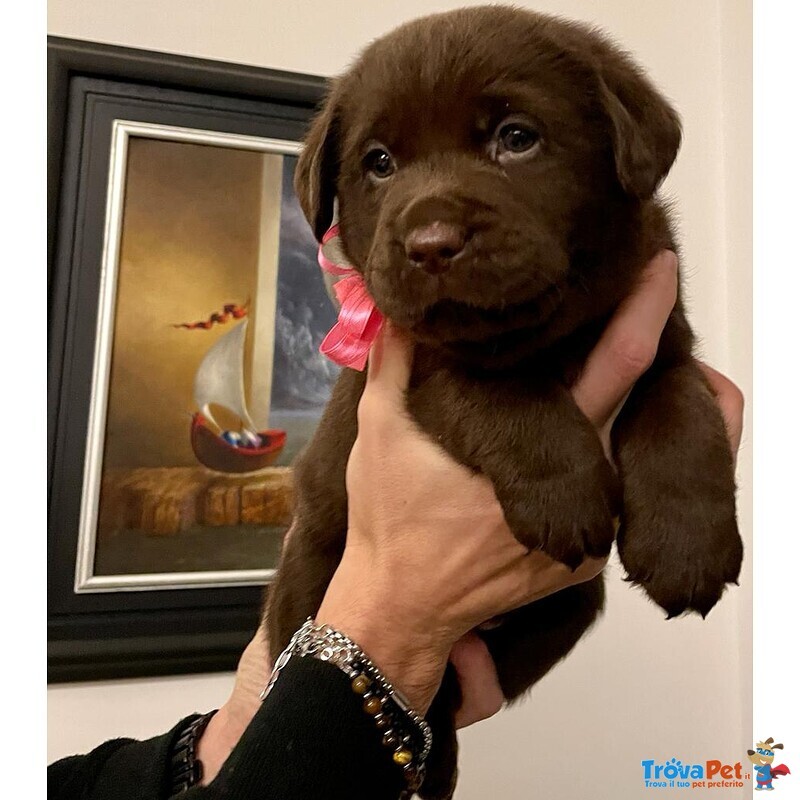 Splendidi Cuccioli di Labrador Retrievers Chocolate Puro - Foto n. 6