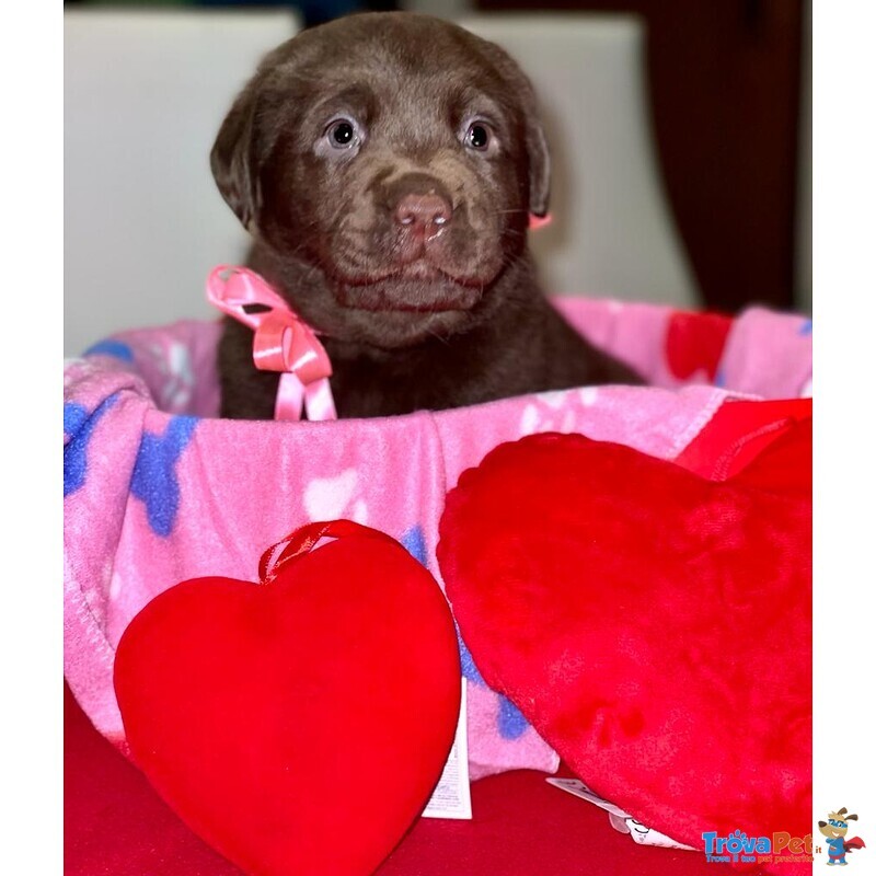 Splendidi Cuccioli di Labrador Retrievers Chocolate Puro - Foto n. 7