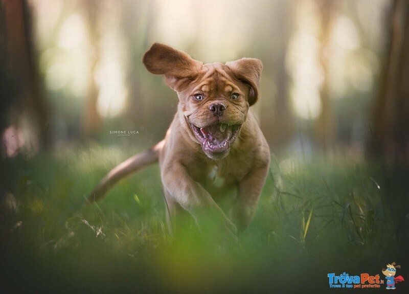 Cuccioli di Dogue de Bordeaux - Foto n. 2