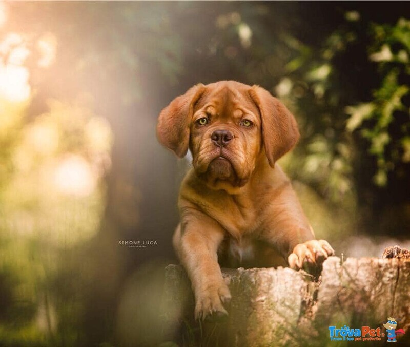 Cuccioli di Dogue de Bordeaux - Foto n. 1