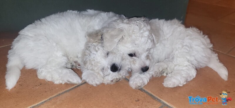 Cucciole di Bichon a poil Frise' - Foto n. 2