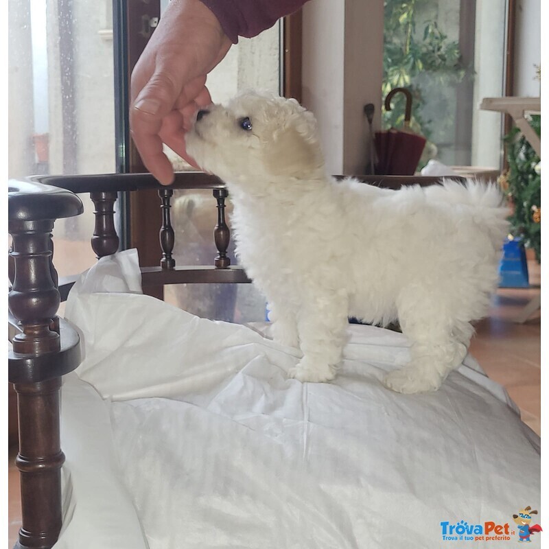 Cucciole di Bichon a poil Frise' - Foto n. 4