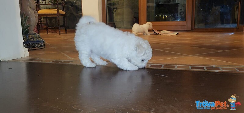 Cucciole di Bichon a poil Frise' - Foto n. 5