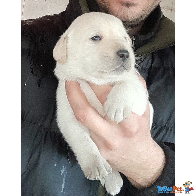 Cuccioli Labrador - Foto n. 1