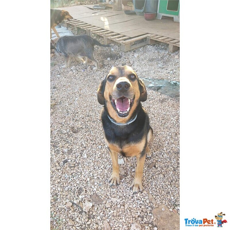 Simba Dolcissimo Cagnolino in Cerca di Casa - Foto n. 1