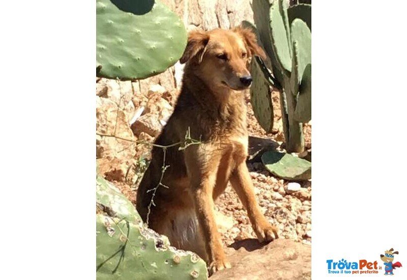 Cagnolina Timida Cerca Casa - Foto n. 1