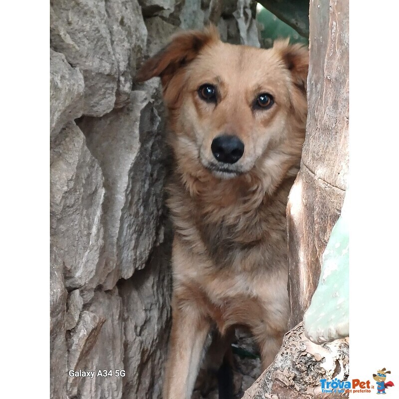 Cagnolina Timida Cerca Casa - Foto n. 3