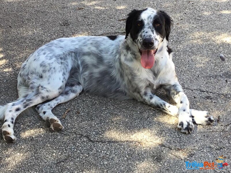 Due Cagnoline in Cerca di Adozione in Coppia - Foto n. 2