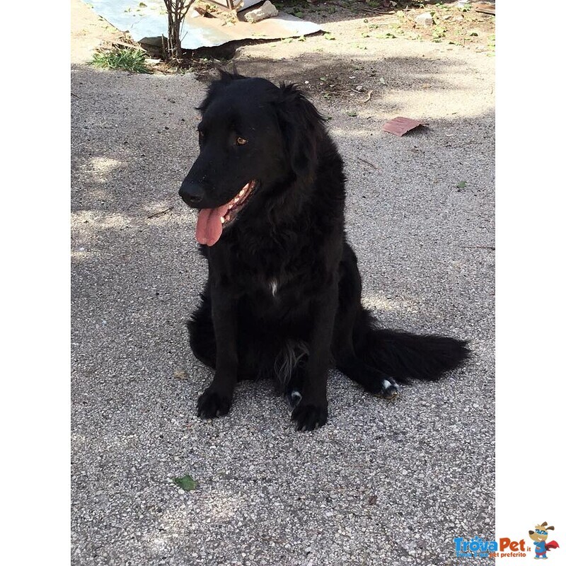 Due Cagnoline in Cerca di Adozione in Coppia - Foto n. 3