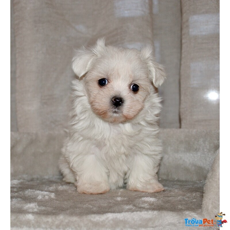 Maltese Cuccioli Italiani con Pedigree Enci - Foto n. 1