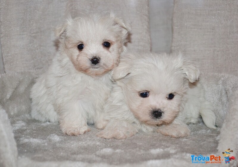 Maltese Cuccioli Italiani con Pedigree Enci - Foto n. 3