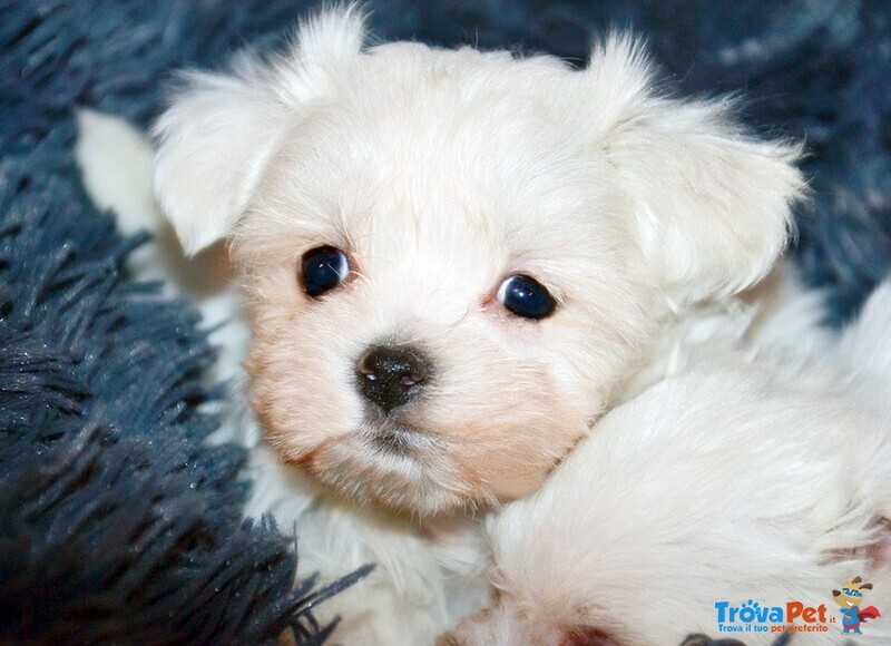 Maltese Cuccioli Italiani con Pedigree Enci - Foto n. 4