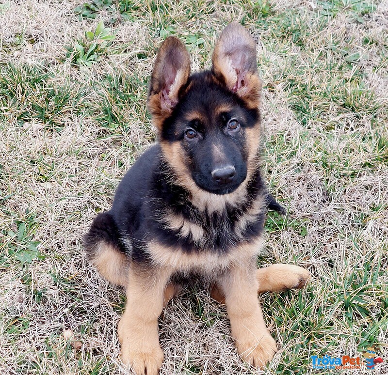 Bellissima Cucciola Pastore Tedesco pelo Corto - Foto n. 1