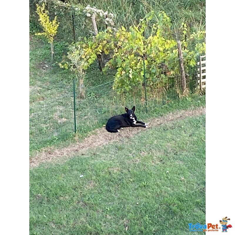 Golia cane di Taglia Media in Adozione in Tutta Italia - Foto n. 4