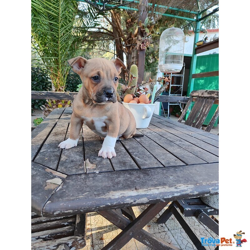 Cucciolo Amstaff con Pedigree - Foto n. 1